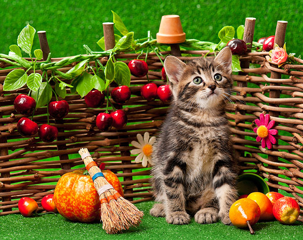 artificial turf for pets