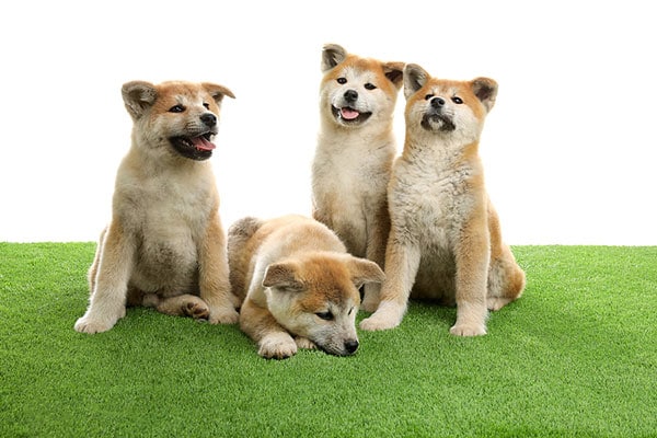 artificial-grass-for-dogs