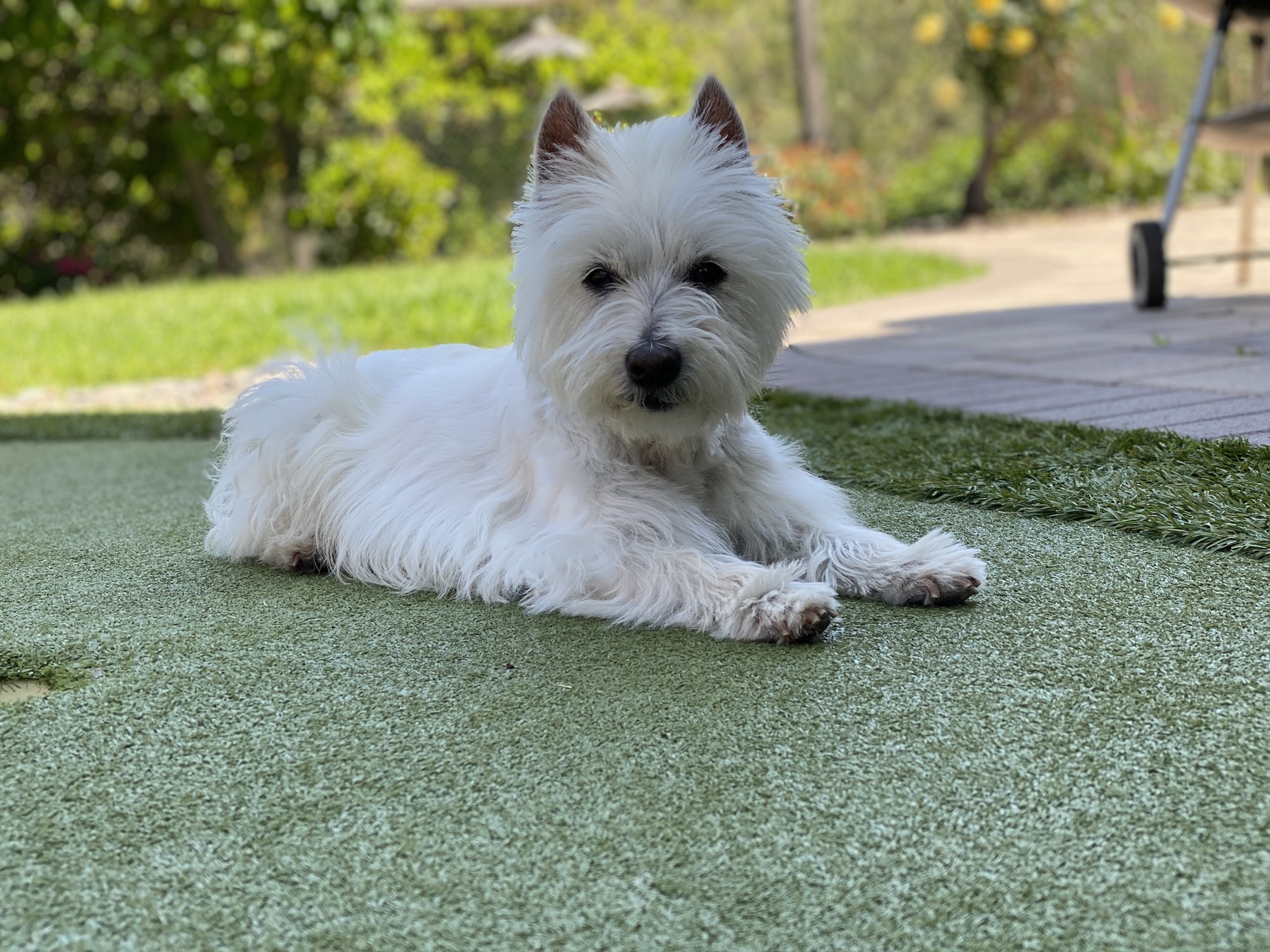 A Westie dog lays on the turf outside in the yard