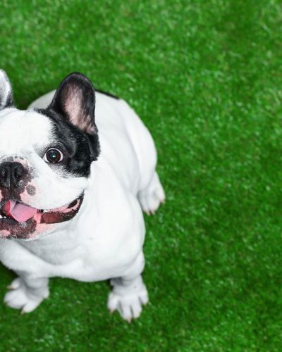 artificial-turf-for-pets