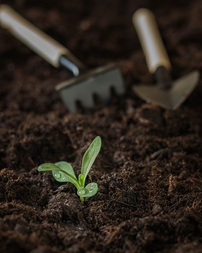 planting services las vegas